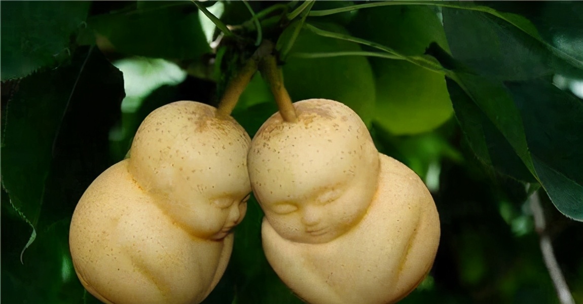 西游记里的人参果真的好吃吗,西游记人参果吃了会怎么样