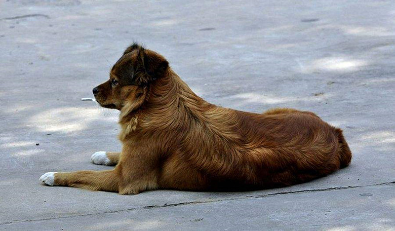 宠物专用草坪,宠物专用草坪有用吗