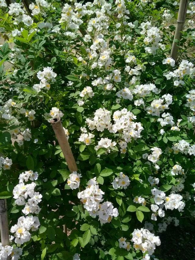 真正的月季花苗,最便宜的月季苗