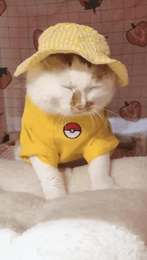 可可爱爱的猫狗,可可爱爱的流浪猫咪