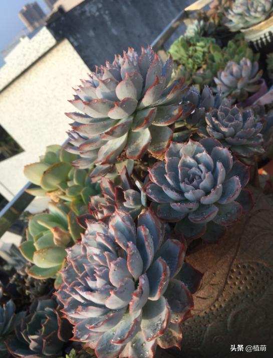 蓝石莲能露养吗,蓝石莲的养殖方法和注意事项