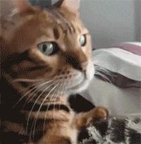 当一只猫有了脸,当一只猫长成了狗的样子