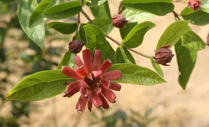 蜡梅花是不是梅,科普一下腊梅和梅花知识