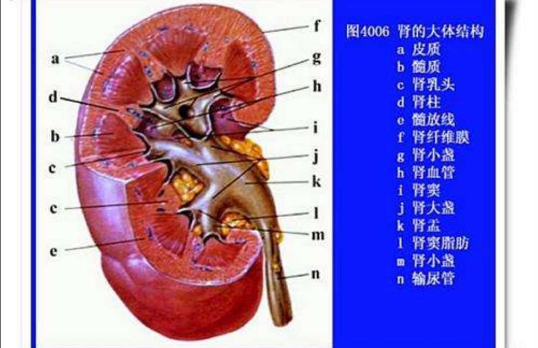 高钾血症的表现,高钾血症紧急处理