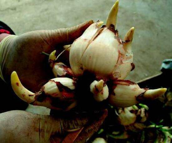 水仙有毒吗能放室内吗,水仙有毒吗对人体有害吗