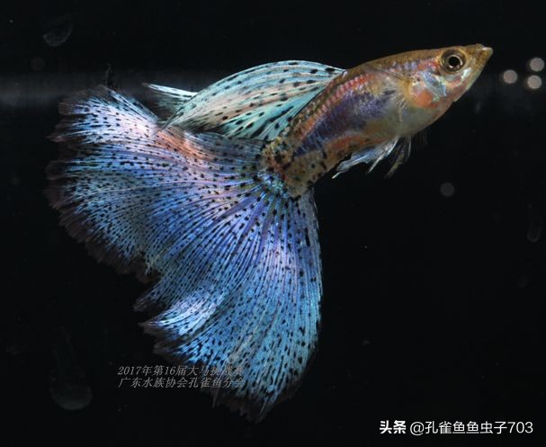 孔雀鱼100条,孔雀鱼20缸10条鱼