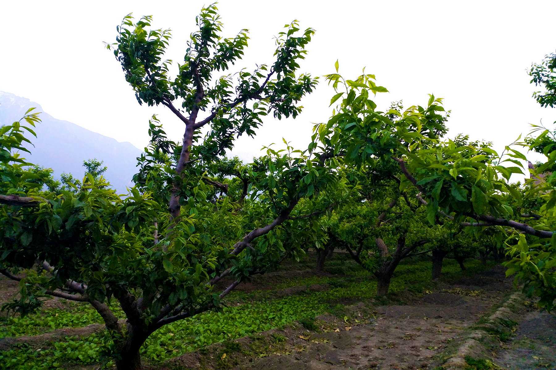 阿坝藏族羌族自治州哪个县最发达,阿坝每个县的经济状况