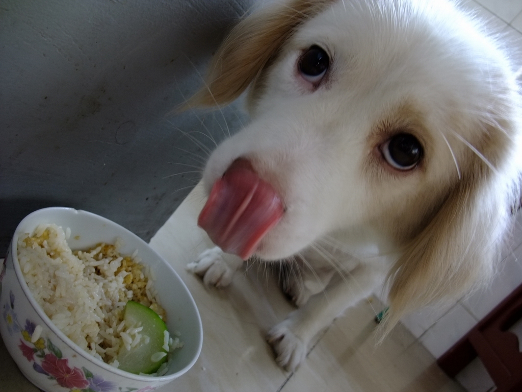 养狗必备的十大装备,新手养狗必买物件