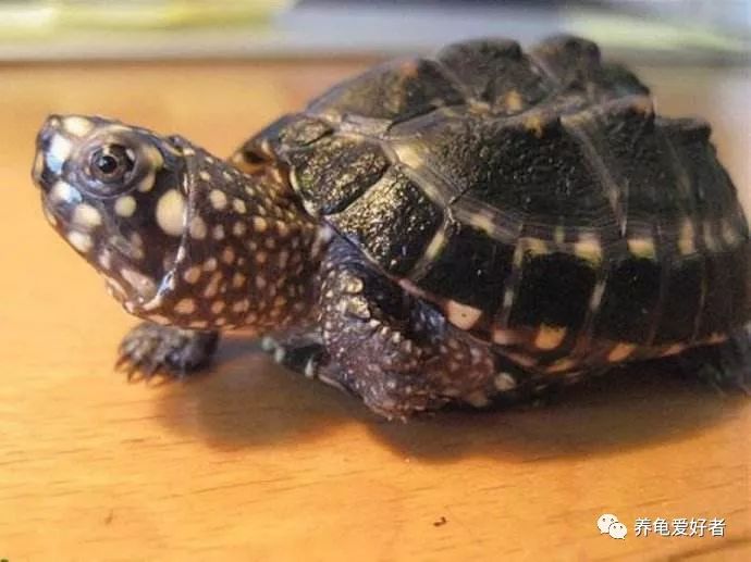 乌龟最害怕什么,乌龟最怕的三样东西