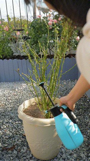 不用修剪的月季,不用打药的月季