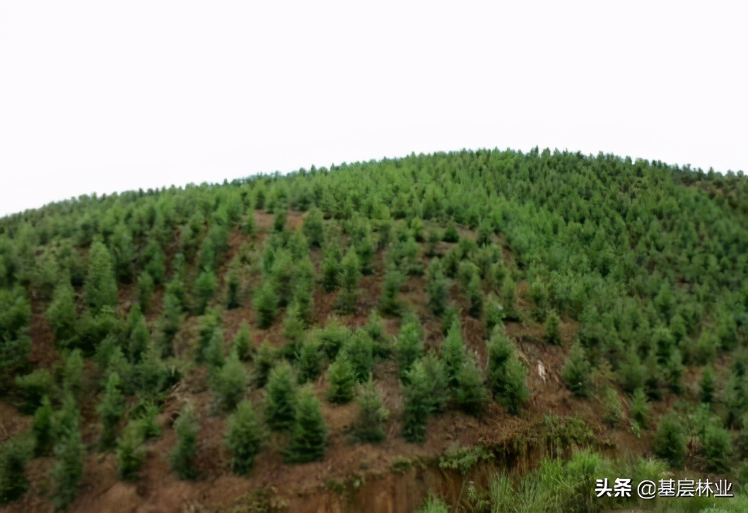 杉木品种优良,杉木怎么提高种植成活率