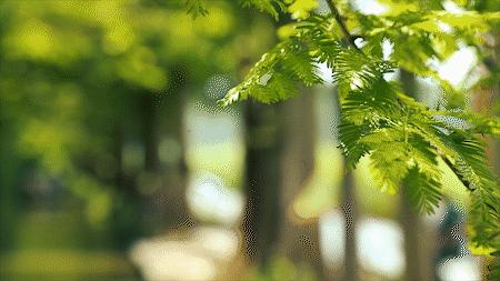 森氧之地,秋游必选!金湖万亩水上森林,真的别有趣味