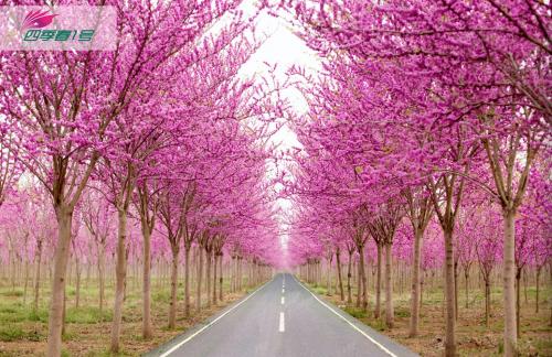 第二十届中原花木博会鄢陵,第九届中国花卉博览会倒计时