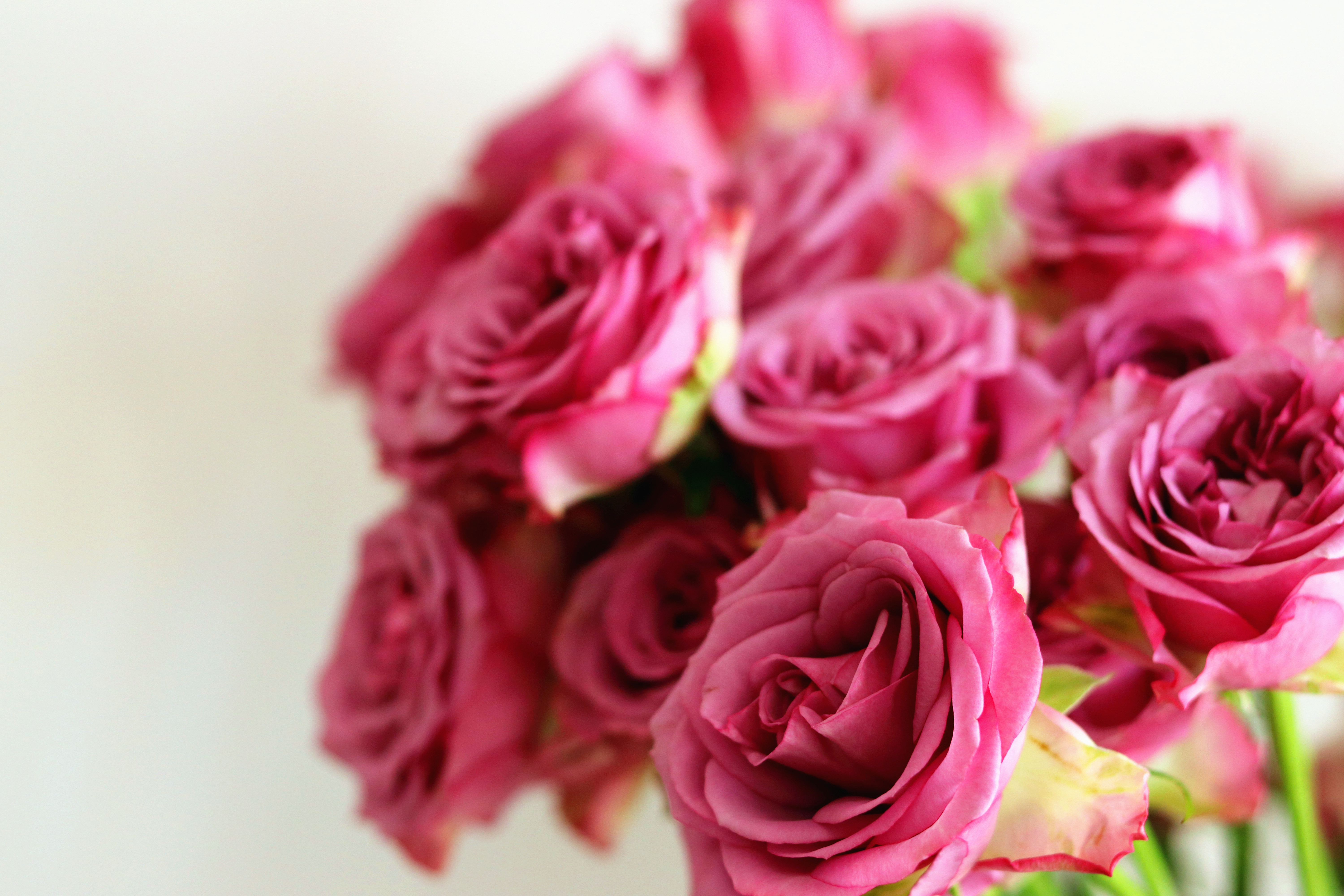 粉雪山玫瑰醒花的正确方法,洛神玫瑰醒花的正确方法