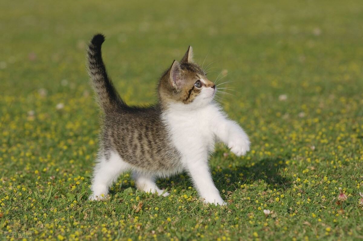 猫咪伤口化脓在家怎么处理,猫咪被咬伤口化脓怎么处理