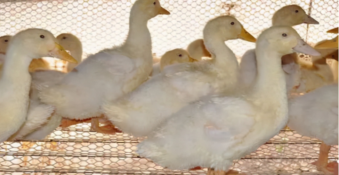 肉鸭采食量低怎么回事,肉鸭感冒后的管理