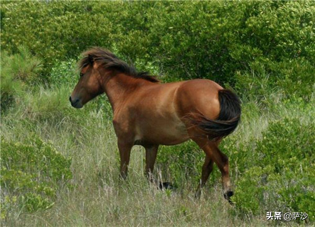 骑马送信的邮递员,邮递员骑马送信的视频