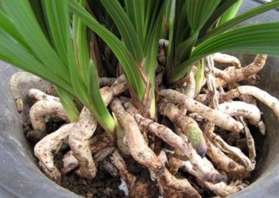 马蹄莲烂根了的处理方法,马蹄莲烂根的原因和治疗方法