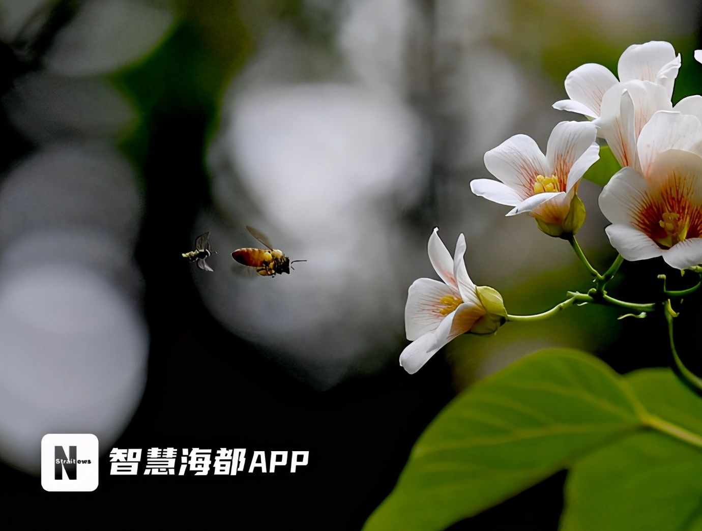 美翻了！福州将迎来两波白色浪漫！油桐、千年桐相继开放