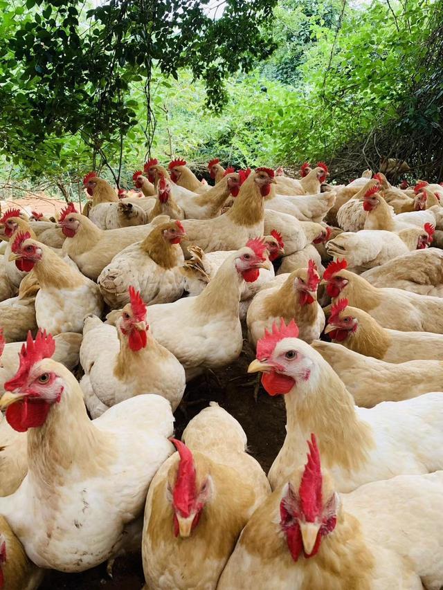 土鸡腺肌胃炎危害,养鸡腺肌胃炎怎么治疗