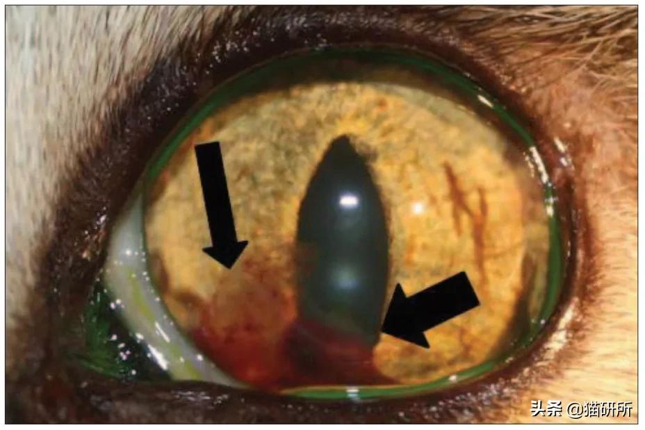 猫咪眼睛异常,猫咪眼睛有问题视频