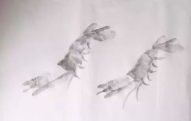 怎样画虾教学视频,铅笔画虾的步骤和方法