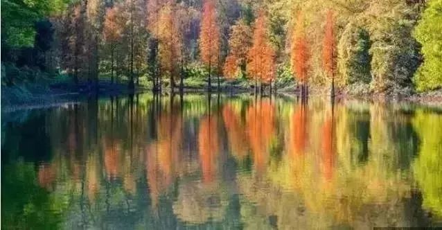 东莞周边11月份赏红叶好去处,东莞观音山看红叶攻略