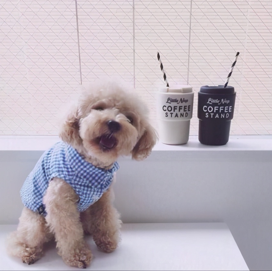 泰迪有这几大行为,说明它生病了