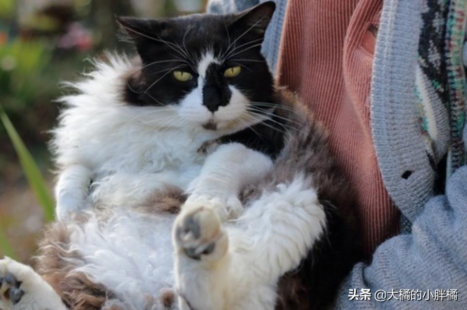 抓猫时不能犯的4个错误，一定要考虑猫咪的感受，你这样抓过吗？