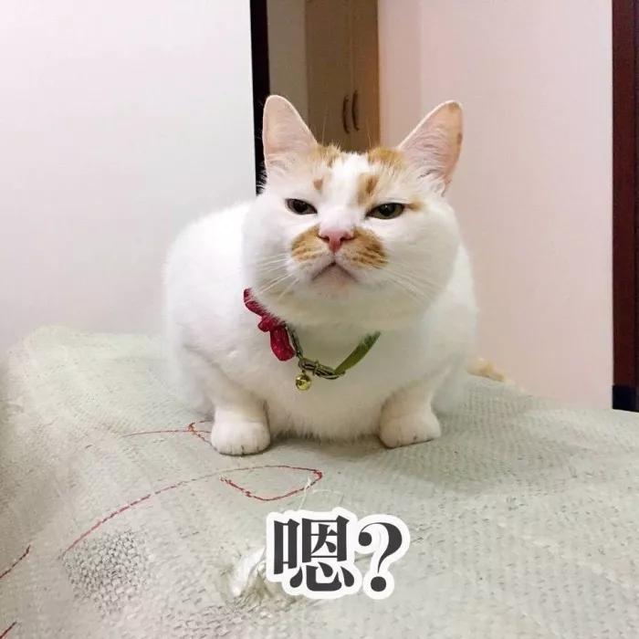 猫咪害怕雷声怎么处理,猫咪为什么怕鞭炮声