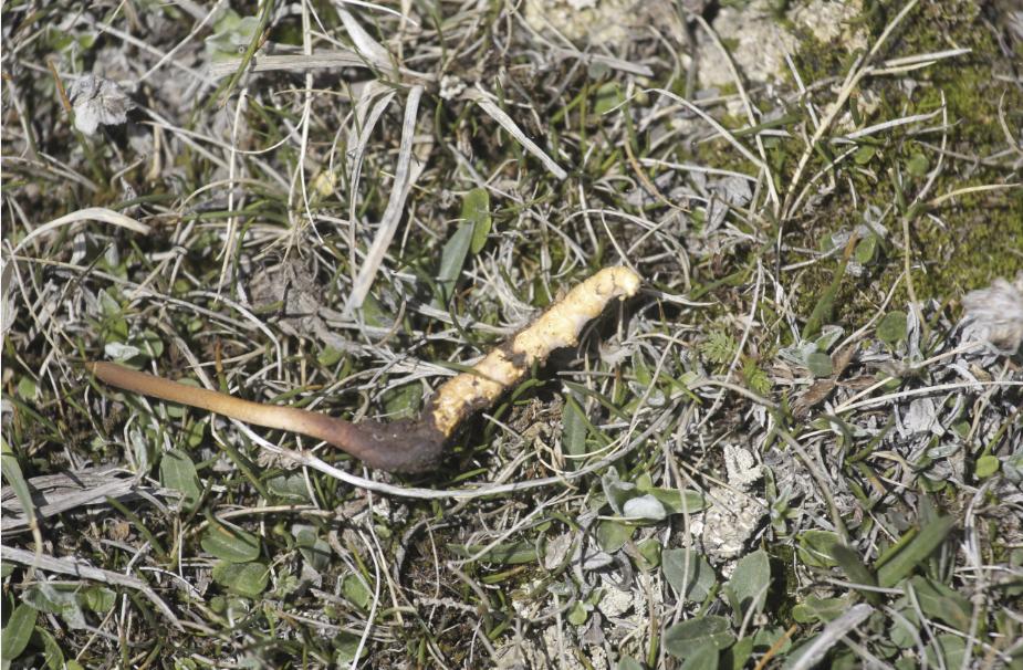 冬虫夏草在什么地方可以挖得到,冬虫夏草的虫怎么挖