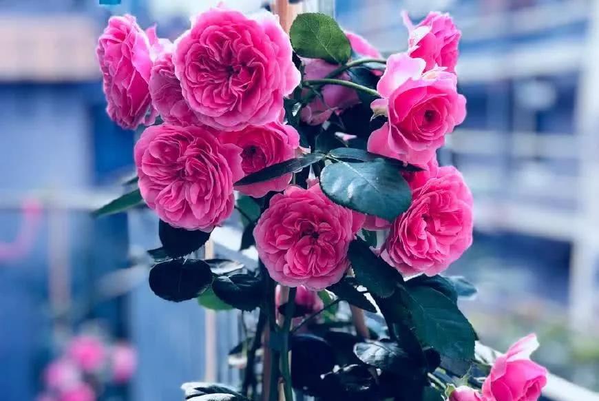 玫瑰什么时候养最好,玫瑰花束要怎么养