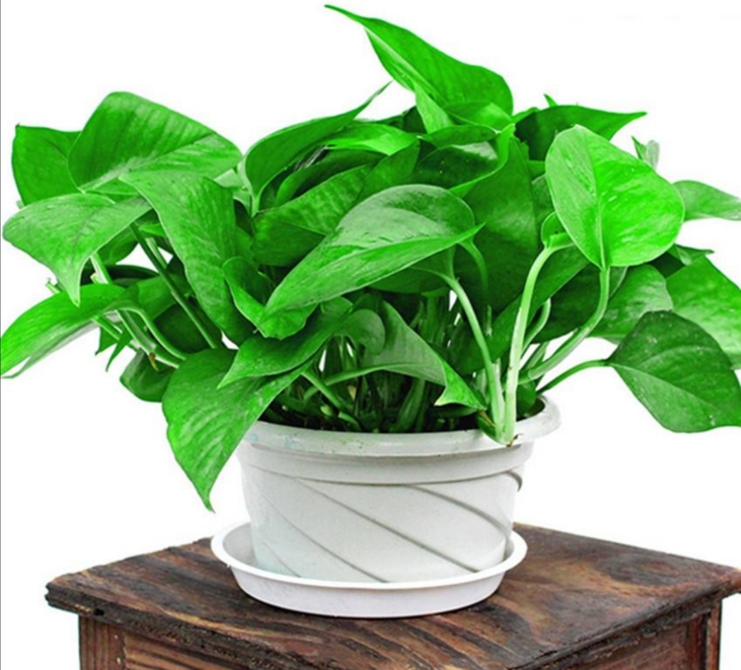 绿萝怎么养不怕黄叶,绿萝该怎么养不会有黄叶子