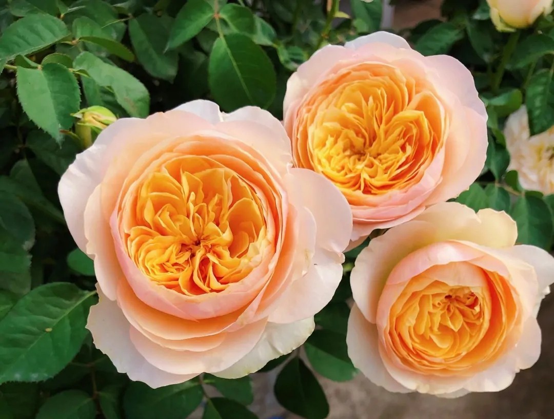 100种月季经典品种,100种经典月季品种