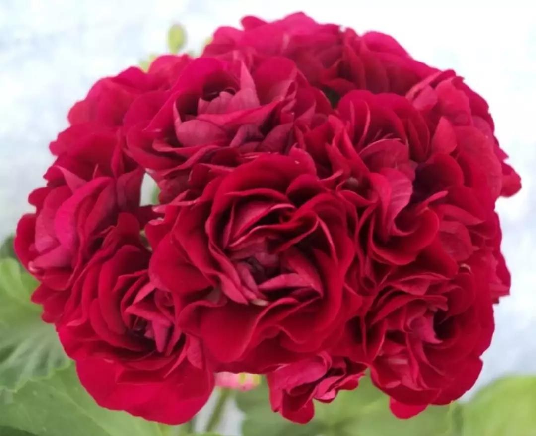 10种天竺葵,天竺葵100种图片大全