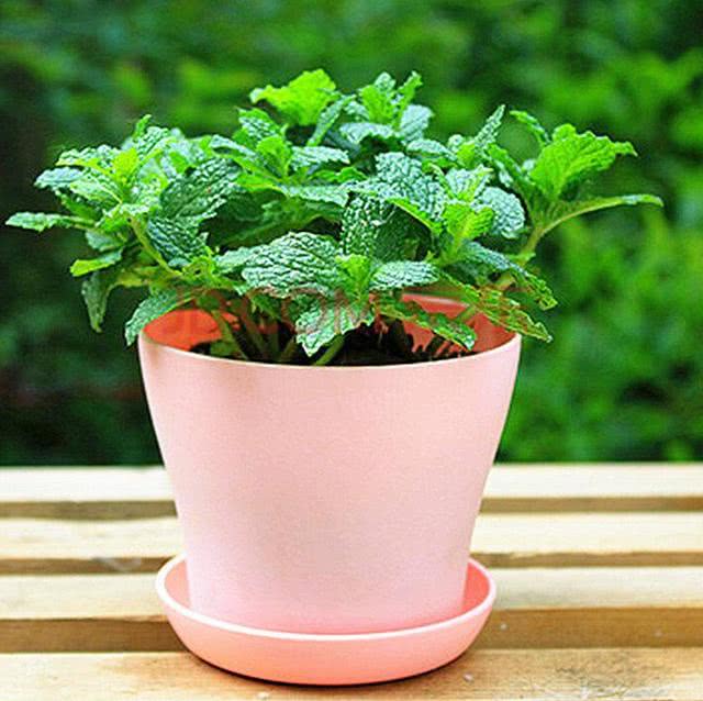 薄荷枯黄的克星,水培薄荷叶枯黄是咋回事