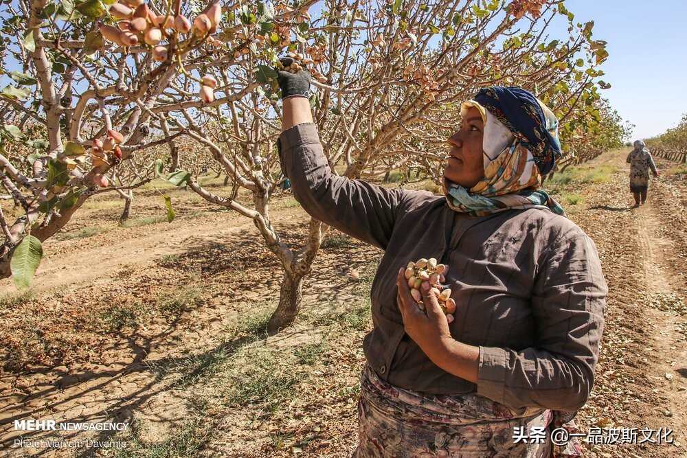 伊朗开心果脆,伊朗特产水果干果