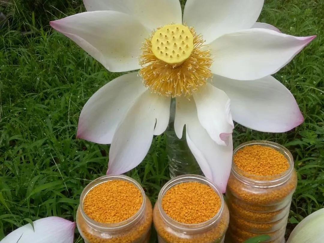 好物我欲，天成美丽，上等花粉，等你来取