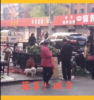 日本手办“水族馆”AquaMarine受疫情影响破产,“老婆”岌岌可危