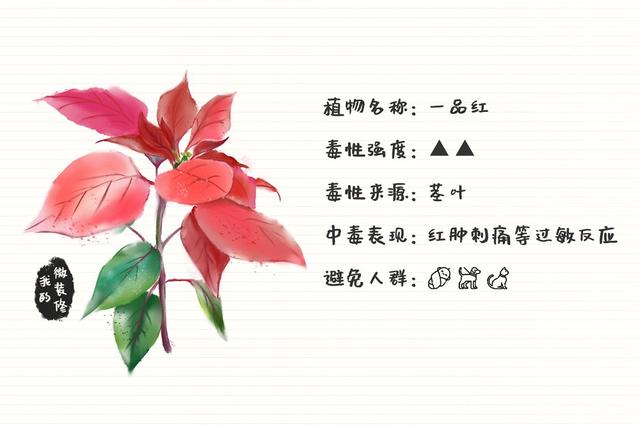 绿萝有毒长寿花有毒吗,绿萝有毒吗什么花有毒