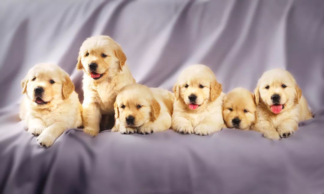 如何挑选一只好的金毛,怎么挑选性格好的小金毛