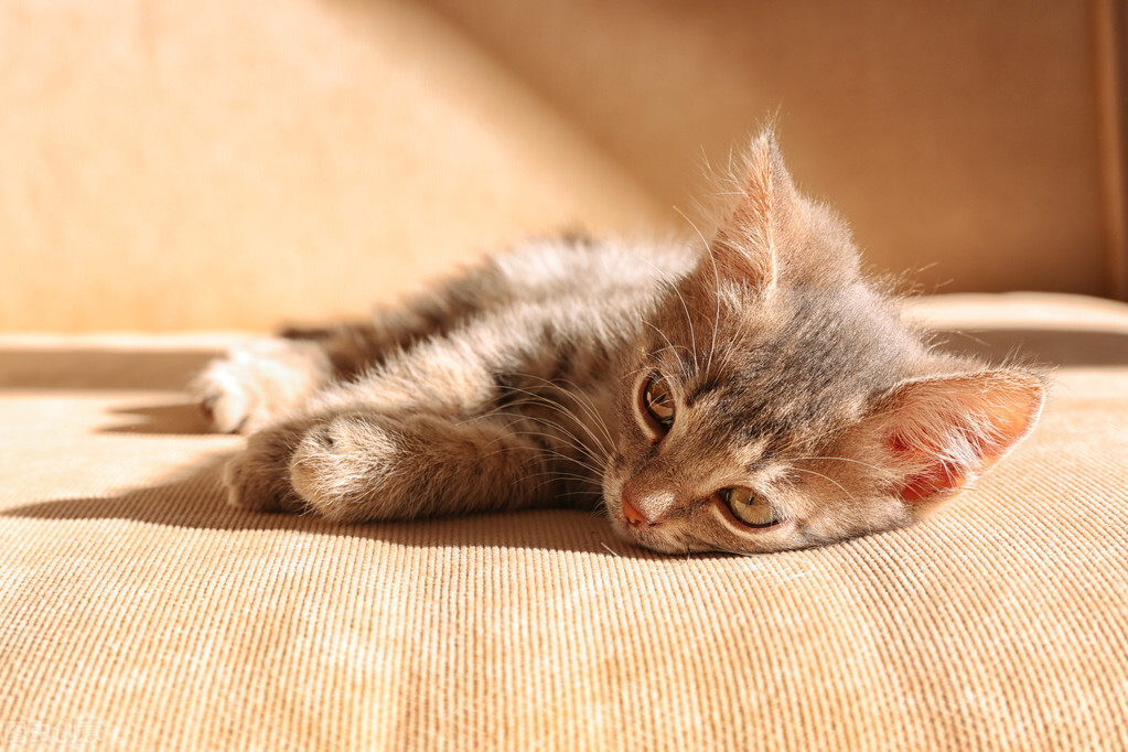 长期养猫会导致人的甲状腺问题吗,养猫吸入猫毛怎么处理啊