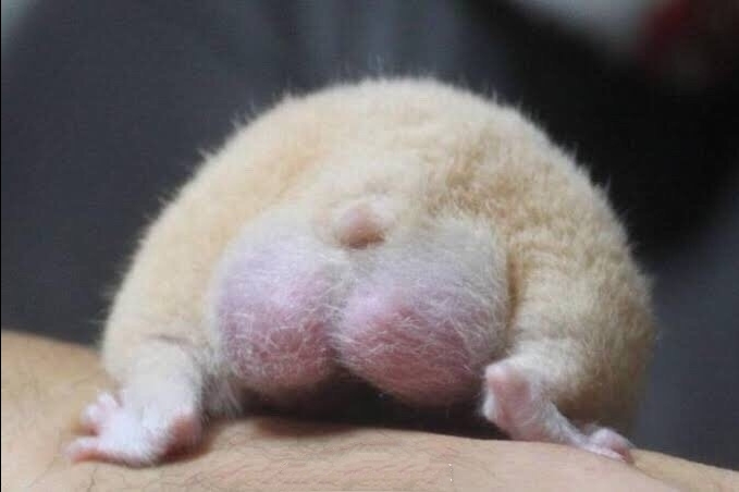 今日萌图,仓鼠身上长了疑似肿瘤的东西