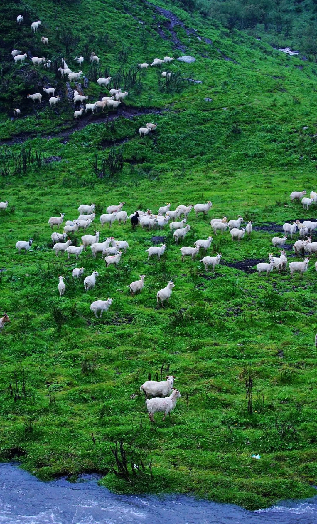 青海羊肉和宁夏滩羊哪个好,青海新疆内蒙哪里羊肉最好