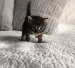 刚出生的小奶猫有多可爱,小奶猫幼崽可爱到犯规