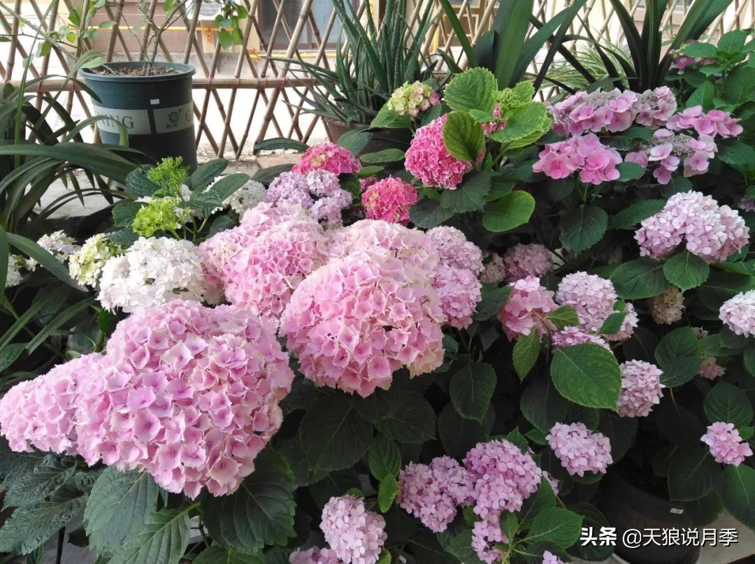 圆滚滚的绣球，瀑布般的花墙，这届花友也太会种花了吧