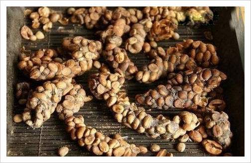 猫屎咖啡有多奇葩,奇葩口味的咖啡