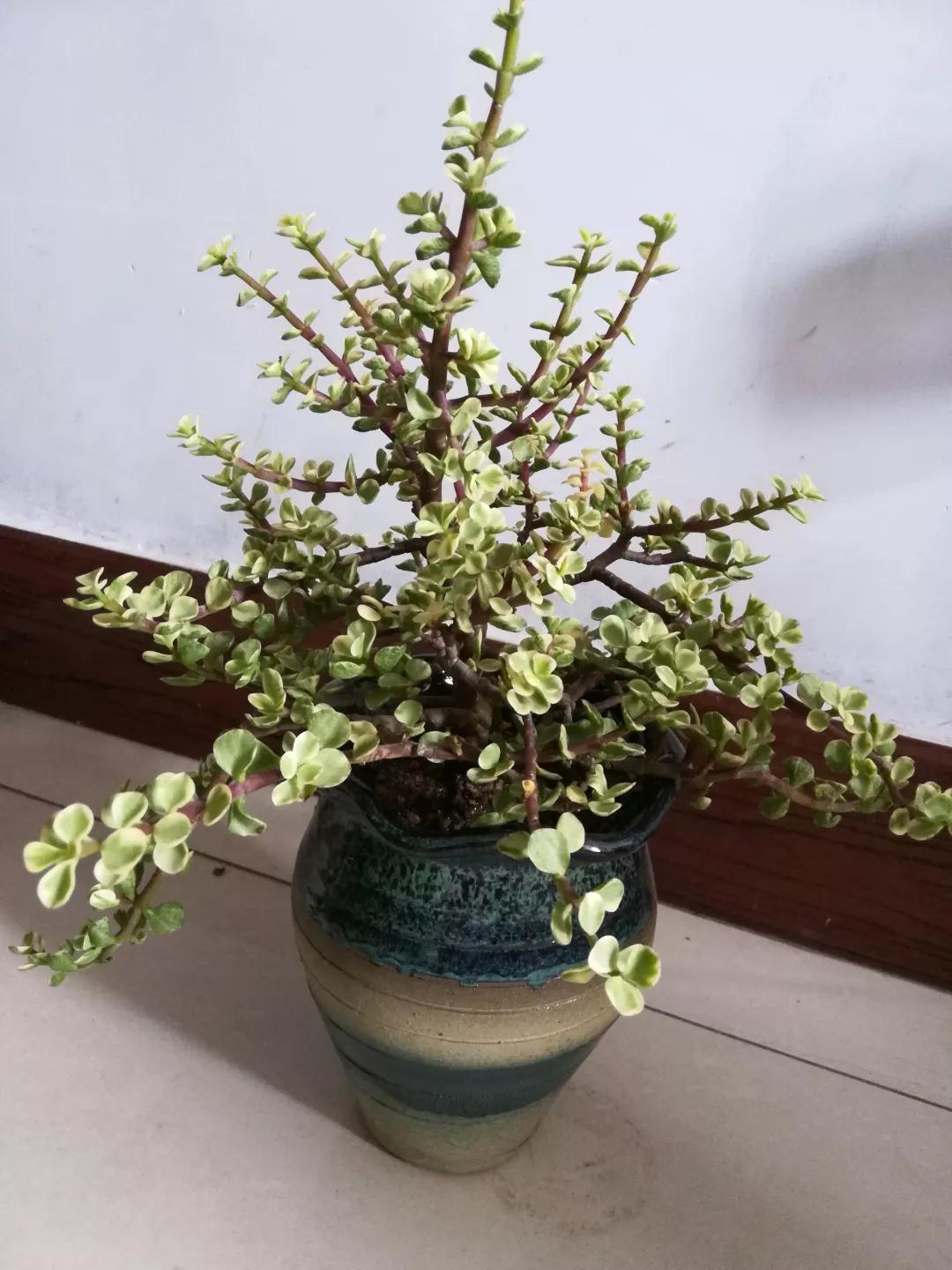 大花马齿苋养花技巧,马齿苋树盆栽怎么养