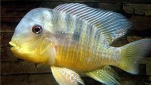 慈鲷品种,慈鲷类型