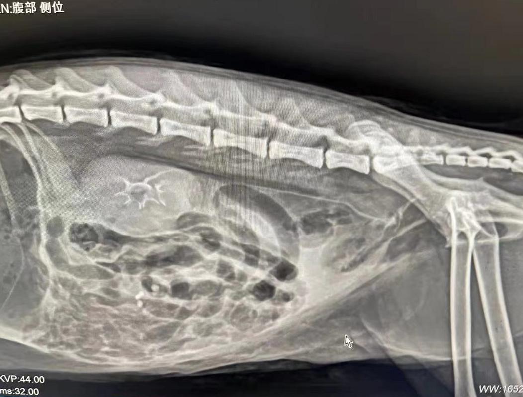 猫咪到底为什么绝育后还会发情呢?